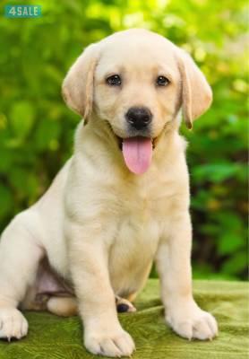 Labrador Retriever للبيع يراوه لبلادور كلاب حيوانات أليفه حيوانات اعلانات الكويت