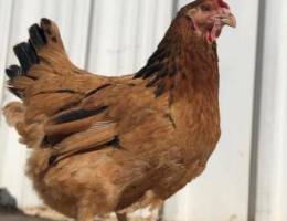 دجاج هولندي مزارع الوفرة