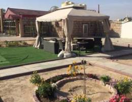 كبد اجار يومي