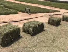 للإستثمار والإيجار مزرعة في مزارع العبدل