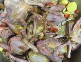 للبيع فروخ زاجل شرط سمان مزارع الوفره طر
