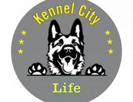 Kennel city تدريب كلاب