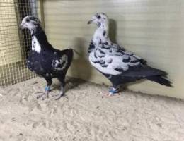 Ø²Ø§Ø¬Ù„ Ø¨Ù„Ø¬ÙŠÙƒÙŠ ÙˆØ¨ÙˆØ§Ø±ÙŠÙ† ÙˆÙ‡ÙˆÙ…Ø± ÙˆÙ„Ø§Ø­Ù… Ø§Ø­Ù…Ø±