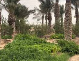 للبيع مزرعة في العبدلي