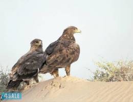 خربان مطلوب ايفون ١١ برو ماكس اخضر