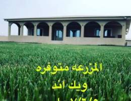 مزرعة الكوت .. الوفره