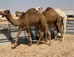 Ø¯ÙˆØ§Ø± ÙØ±Ø¬ÙŠÙ†ÙŠØ§ Ø¹ Ø§Ù„ÙŠÙ…ÙŠÙ†