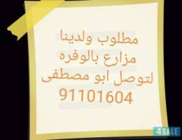 Ù…Ø·Ù„ÙˆØ¨ ÙˆÙ„Ø¯ÙŠÙ†Ø§ Ù…Ø²Ø§Ø±Ø¹ Ù„Ù„Ø¨ÙŠØ¹ Ø¨Ø§Ø§Ù„ÙˆÙØ±Ù‡ Ø·Ø±ÙŠÙ‚ 5