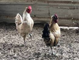 للبيع ٥ دياجة ودجاجه مزارع الوفرة