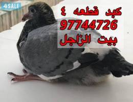 للبيع فروخ زاجل للأكل ( بيت الزاجل كبد ق
