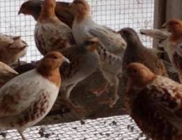 حجل هنقاري برق للبيع حجل هنقاري برق شرط