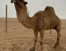 للبيع فحل عبدان اصلي وبناته موجوده والبع