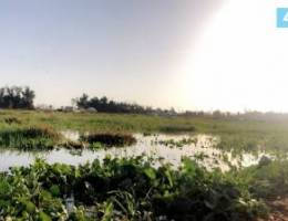 مطلوب مزرعة بالعبدلي