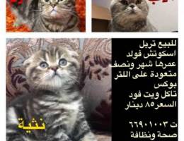 اسكوتش فولد تربل + بريتش