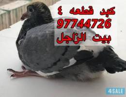 للبيع فروخ زاجل للأكل  ( بيت الزاجل كبد