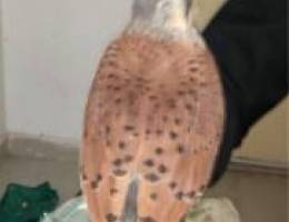 ترمه مدربه مع كل اغرضها و تهد