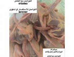 ÙØ±ÙˆØ® Ø²Ø§Ø¬Ù„ ÙˆÙ„Ø§Ø­Ù… ÙˆØ¨Ø· Ù…ØµØ±ÙŠ ÙˆÙØ±ÙŠ â¬…ï¸ Ø¬ÙˆØ§Ø®ÙŠØ±