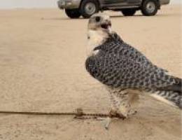 جير تبع
