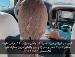 حر ايراني