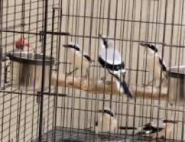 طيور للبيع