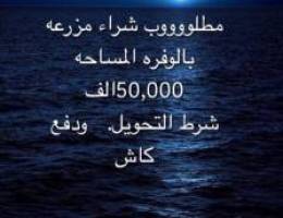 مطلوب ٥٠نباتيه او تحويل محامي او شركات