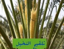 ðŸŒ´Ø¨ÙŠØ¹ ÙˆØ´Ø±Ø§Ø¡Ø¬Ù…ÙŠØ¹ Ù†Ø®ÙŠÙ„ØŒØªÙ„Ù‚ÙŠØ­ Ø§Ù„Ù†Ø®ÙŠÙ„ØŒØ´ÙŠÙ„ ÙˆØ²Ø±