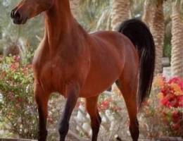 نشترييي جميع انواع البقيات سياكل بانشيات