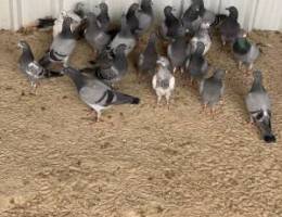 25 حبه زاجل طبات - 14 حبه باكستاني طبات