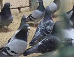 ازواج زاجل وطبات سباق