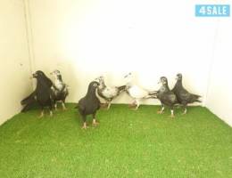 طبات بوارين الاهل خوارج