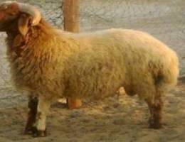 قصاب جزار زبح خروف