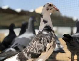 طبات زاجل