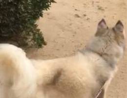 ألاسكا لونق هير