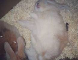 أرانب مني لوب - minilop rabbits