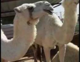 Ù…Ø²Ø§Ø±Ø¹ Ø§Ù„ÙˆÙØ±Ù‡