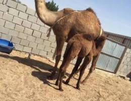 Ù„Ù„Ø¨ÙŠØ¹ Ø®Ù„ÙØ§ ØµÙØ±Ø§ Ø¨Ù…Ø²Ø§Ø±Ø¹ Ø§Ù„ÙˆÙØ±Ù‡