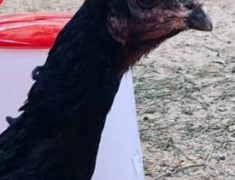 Ù…Ø²Ø§Ø±Ø¹Ù‡ Ø§Ù„ÙˆÙØ±Ù‡