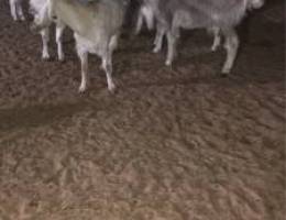 Ù…Ø²Ø§Ø±Ø¹ Ø§Ù„ÙˆÙØ±Ù‡