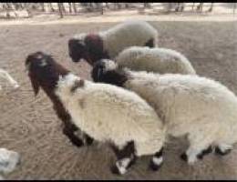 Ø·Ù„ÙŠØ§Ù† Ù†Ø¹ÙŠÙ… Ù…Ø²Ø§Ø±Ø¹ Ø§Ù„ÙˆÙØ±Ù‡