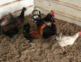 دجاج عربي عدد ١١ دجاجه و١٣ ديج البيع جمل